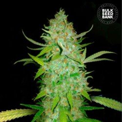 AUTO AK · Bulk Seed Bank ·...