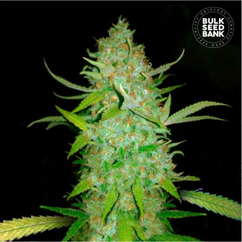 AUTO AK · Bulk Seed Bank · sementes de maconha · Auto Fem