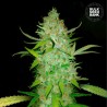 AUTO AK · Bulk Seed Bank · sementes de maconha · Auto Fem