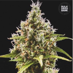 AUTO AMNESIA HAZE · Bulk...