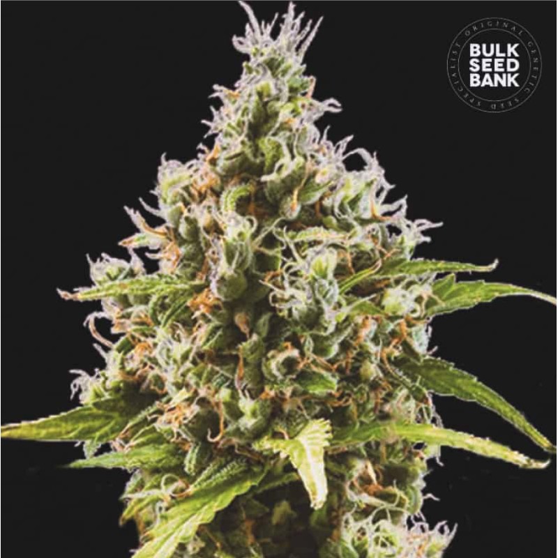 AUTO AMNESIA HAZE · Bulk Seed Bank · sementes de maconha · Auto Fem