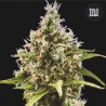 AUTO AMNESIA HAZE · Bulk Seed Bank · semi di canapa · Auto Fem
