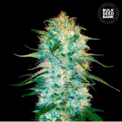 AUTO AMNESIA PLATINUM ·...