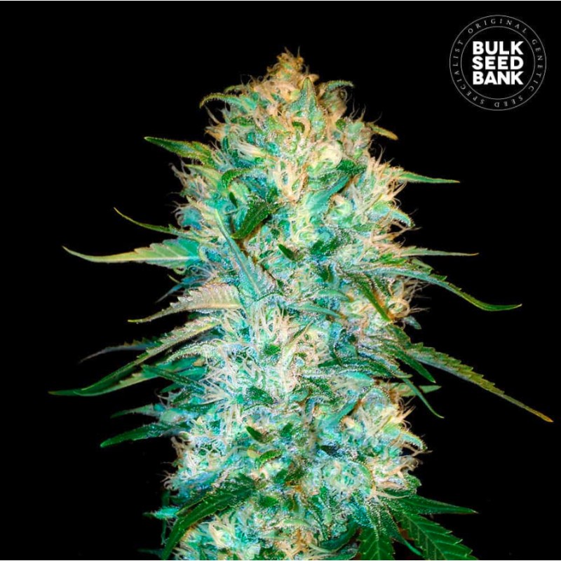AUTO AMNESIA PLATINUM · Bulk Seed Bank · semi di canapa · Auto Fem