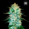 AUTO AMNESIA PLATINUM · Bulk Seed Bank · sementes de maconha · Auto Fem