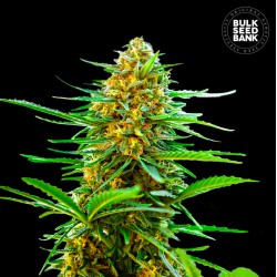 AUTO BANANA MONKEY · Bulk...