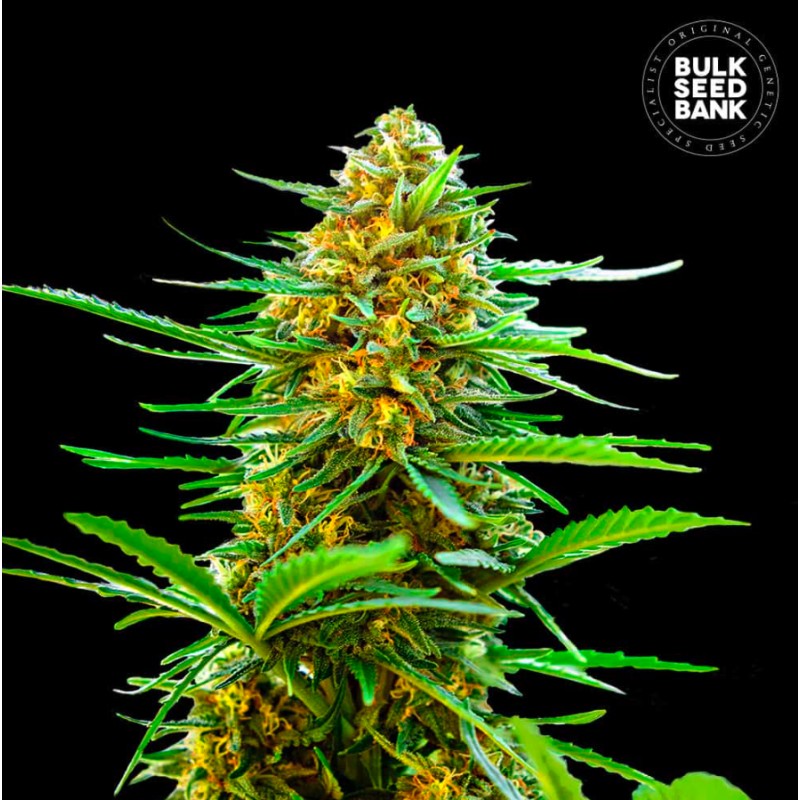 AUTO BANANA MONKEY · Bulk Seed Bank · graines de cannabis · Auto Fem