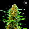 AUTO BANANA MONKEY · Bulk Seed Bank · semi di canapa · Auto Fem