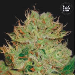 AUTO BIGGER BUD · Bulk Seed...