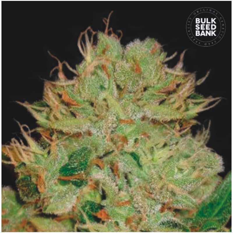 AUTO BIGGER BUD · Bulk Seed Bank · semillas de marihuana · Auto Fem