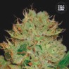 AUTO BIGGER BUD · Bulk Seed Bank · semillas de marihuana · Auto Fem