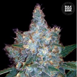 AUTO BLUEBERRY BERRY · Bulk...