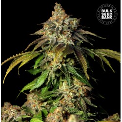AUTO BRUCE BANNER 5 · Bulk...