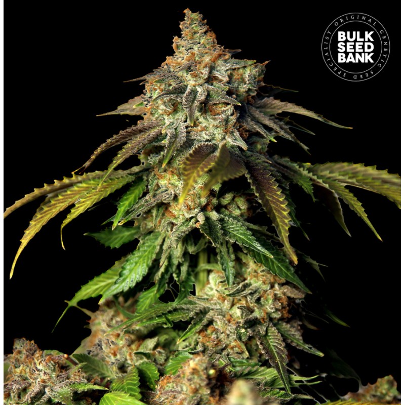 AUTO BRUCE BANNER 5 · Bulk Seed Bank · semillas de marihuana · Auto Fem
