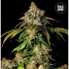 AUTO BRUCE BANNER 5 · Bulk Seed Bank · sementes de maconha · Auto Fem