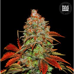 AUTO BUBBLEGUM EXTRA · Bulk...