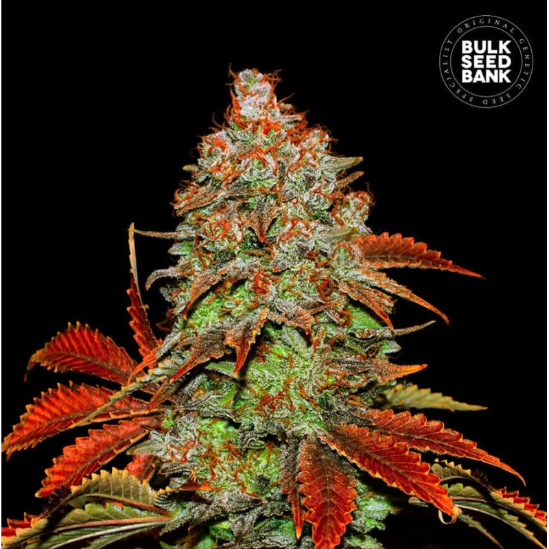 AUTO BUBBLEGUM EXTRA · Bulk Seed Bank · graines de cannabis · Auto Fem