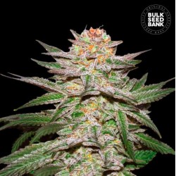 AUTO CARAMEL KING · Bulk...
