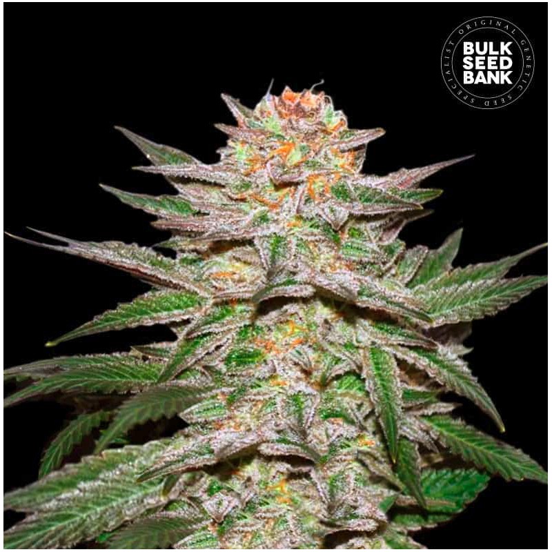 AUTO CARAMEL KING · Bulk Seed Bank · graines de cannabis · Auto Fem