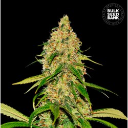 AUTO CBD WHITE WIDOW · Bulk...