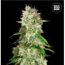 AUTO CHEESE · Bulk Seed...