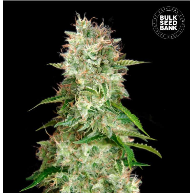 AUTO CHEESE · Bulk Seed Bank · semi di canapa · Auto Fem