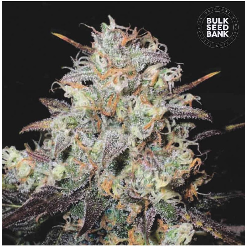 AUTO COCOPOPO · Bulk Seed Bank · kenevir tohum · Auto Fem