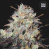 AUTO COCOPOPO · Bulk Seed Bank · cannabis samen · Auto Fem