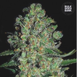 AUTO CHRONICAL · Bulk Seed...