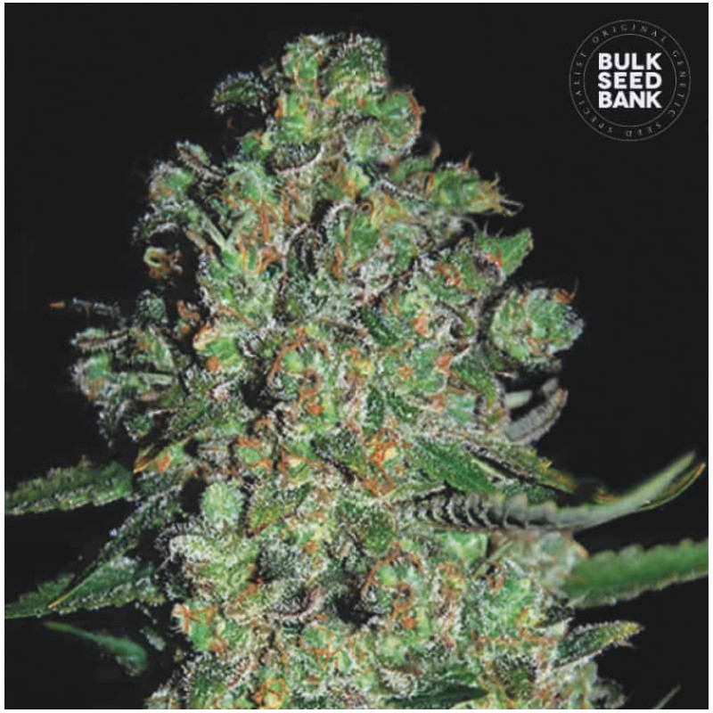 AUTO CHRONICAL · Bulk Seed Bank · graines de cannabis · Auto Fem