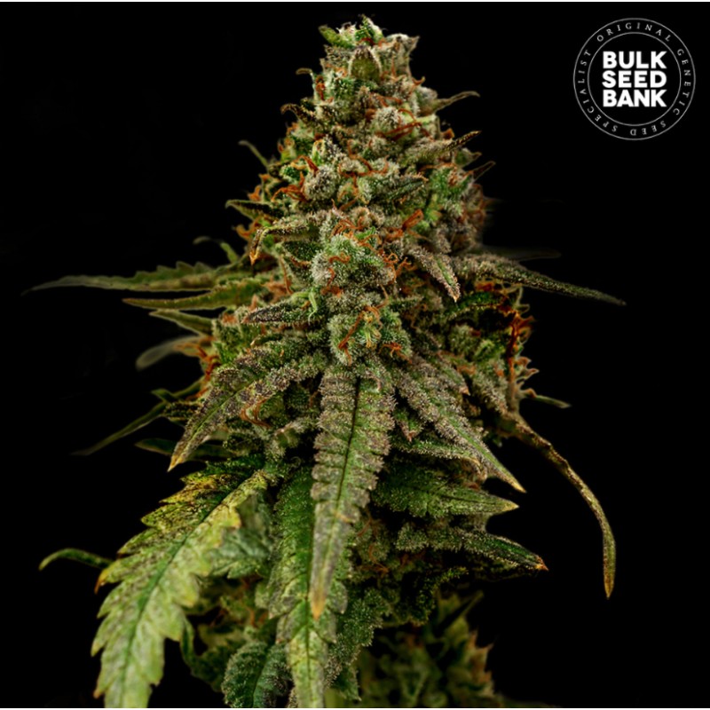 AUTO COFFE ROCKET · Bulk Seed Bank · sementes de maconha · Auto Fem