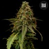 AUTO COFFE ROCKET · Bulk Seed Bank · graines de cannabis · Auto Fem