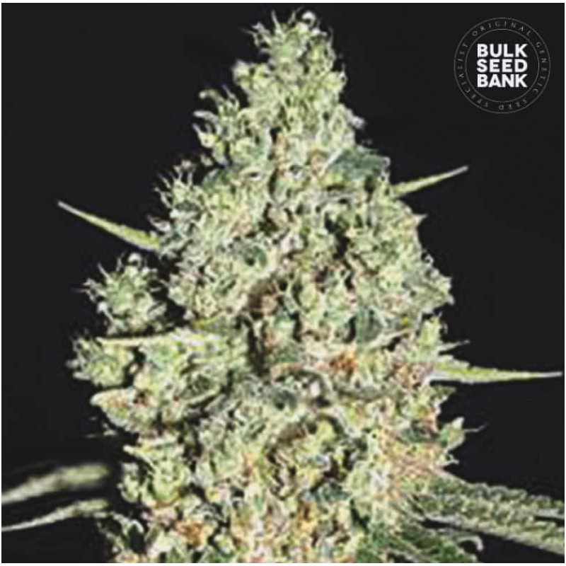 AUTO CRITICAL · Bulk Seed Bank · semillas de marihuana · Auto Fem