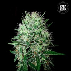 AUTO DEVIL KISS · Bulk Seed...