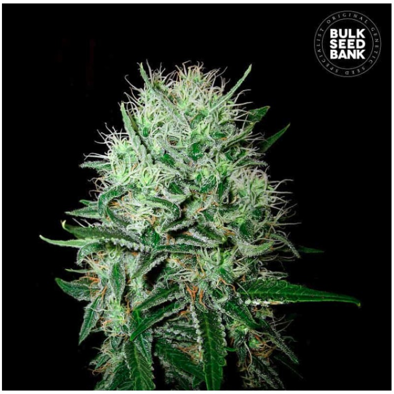 AUTO DEVIL KISS · Bulk Seed Bank · sementes de maconha · Auto Fem