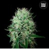 AUTO DEVIL KISS · Bulk Seed Bank · semi di canapa · Auto Fem