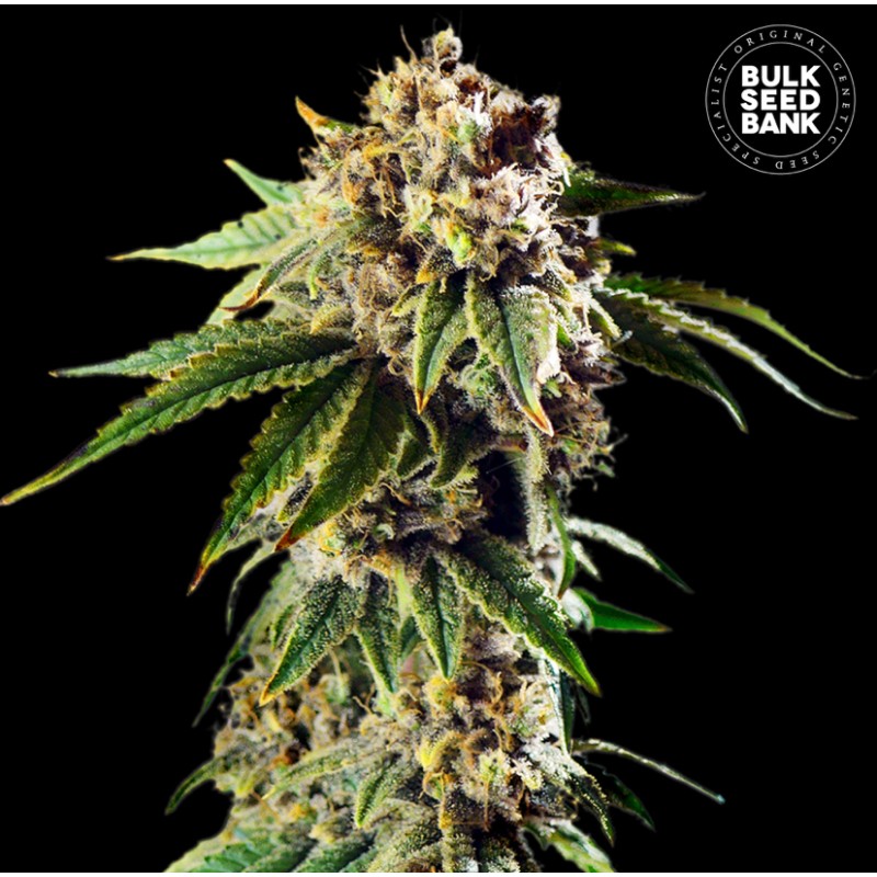 AUTO DOSIDOS ROCKETOS · Bulk Seed Bank · graines de cannabis · Auto Fem
