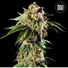 AUTO DOSIDOS ROCKETOS · Bulk Seed Bank · cannabis samen · Auto Fem