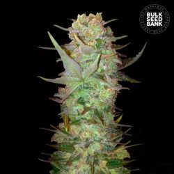 AUTO DUBAI POISON · Bulk...