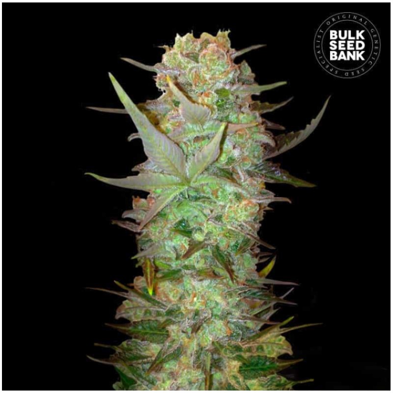 AUTO DUBAI POISON · Bulk Seed Bank · semi di canapa · Auto Fem