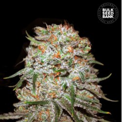 AUTO EAST RYDER · Bulk Seed...