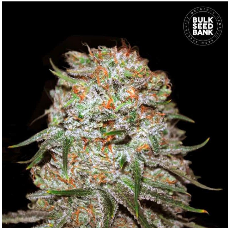AUTO EAST RYDER · Bulk Seed Bank · semi di canapa · Auto Fem