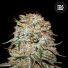 AUTO EAST RYDER · Bulk Seed Bank · semi di canapa · Auto Fem