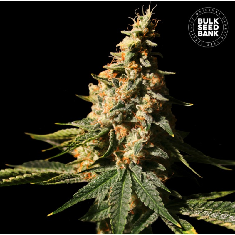 AUTO EXTRA MINTZ · Bulk Seed Bank · kenevir tohum · Auto Fem