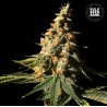 AUTO EXTRA MINTZ · Bulk Seed Bank · kenevir tohum · Auto Fem