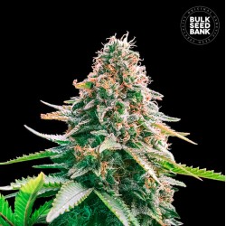 AUTO GELATO SAMBA · Bulk...