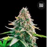 AUTO GELATO SAMBA · Bulk Seed Bank · cannabis samen · Auto Fem