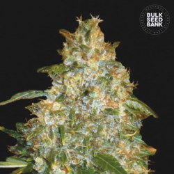 AUTO GOOD WILD SHARK · Bulk...