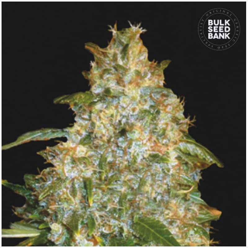 AUTO GOOD WILD SHARK · Bulk Seed Bank · semi di canapa · Auto Fem