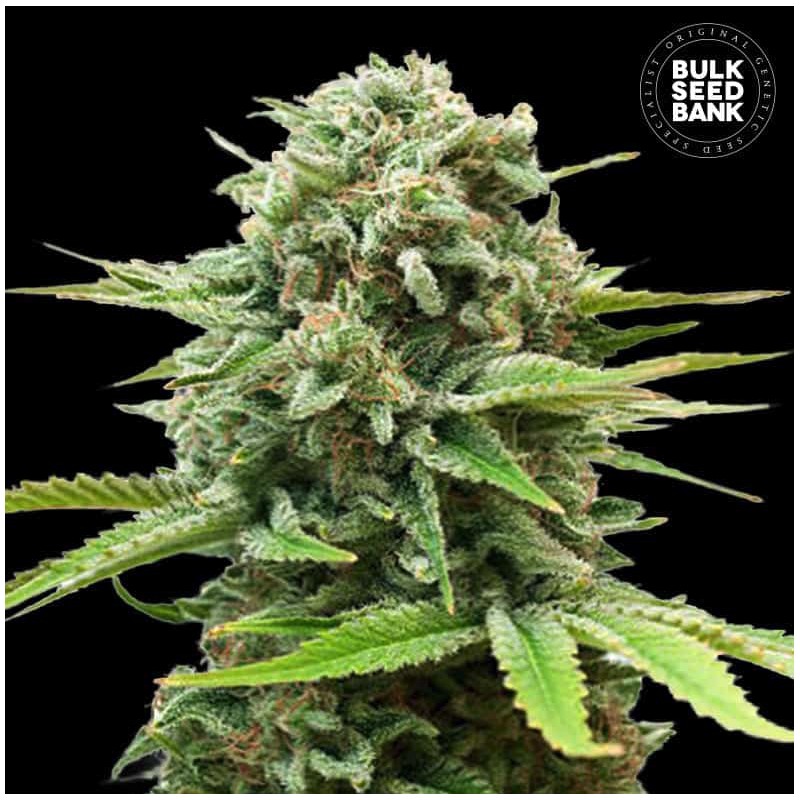 AUTO GUERILLA GLUE · Bulk Seed Bank · semillas de marihuana · Auto Fem